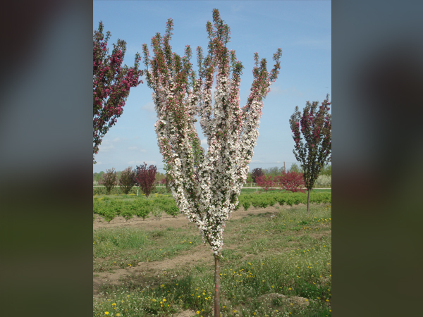 Adirondack Crabapple