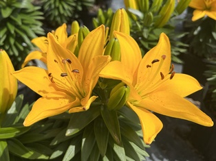 Golden Matrix Asiatic Lily - Container