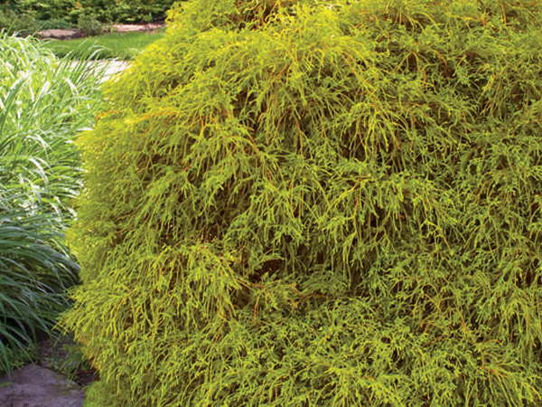 Golden Mops False Cypress - Container