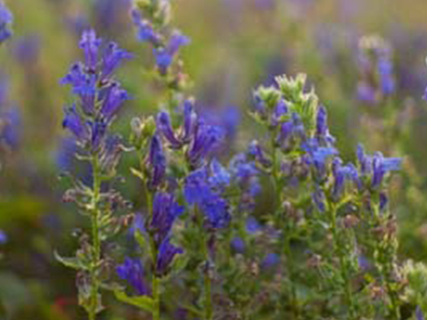 Great Blue Lobelia - Container