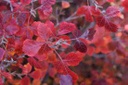 Gro-Low Fragrant Sumac - Container | Breezy Hill Nursery - Main