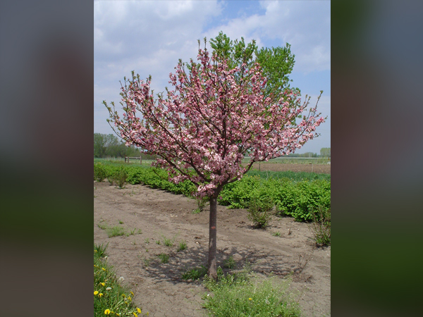 Coralburst Crabapple