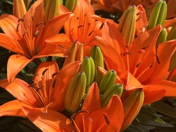 [LILASIORAN001GL] Orange Matrix Asiatic Lily - Container