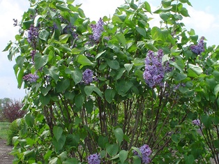 President Lincoln Lilac - Container #5