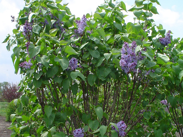 President Lincoln Lilac - Container #5