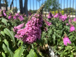 Pugster Pink® Butterfly Bush - Container #3