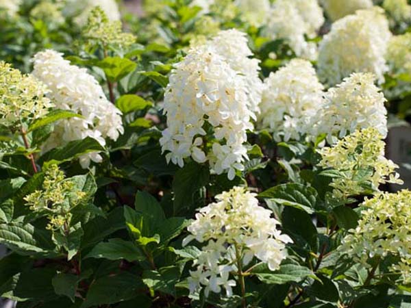 Quick Fire® Hydrangea -  Container