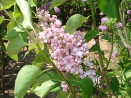 Sensation Lilac - Container