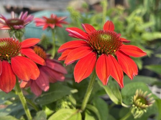 Sombrero Salsa Red Coneflower - Container