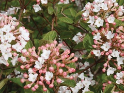 [VIBCASPIS3GLSHR] Spice Island® Viburnum - Container