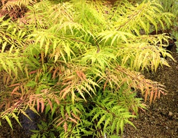 Tiger Eyes® Staghorn Sumac - Container