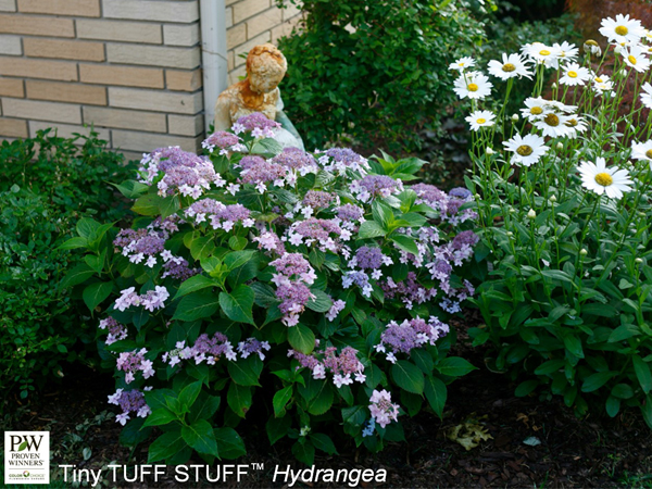 Tiny Tuff Stuff Hydrangea - Container #3
