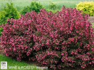 Wine & Roses® Weigela - Container