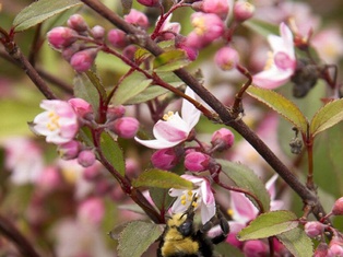 Nikko Blush Deutzia - Container