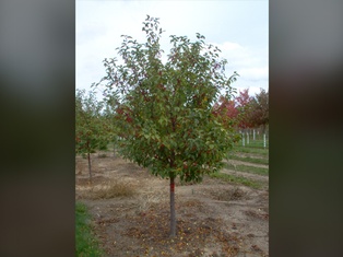 Red Jewel Crabapple