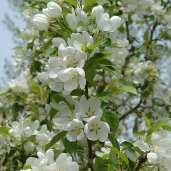 Spring Snow Crabapple