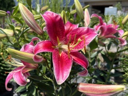 [LILORISTAR001GL] Stargazer Oriental Lily - Container