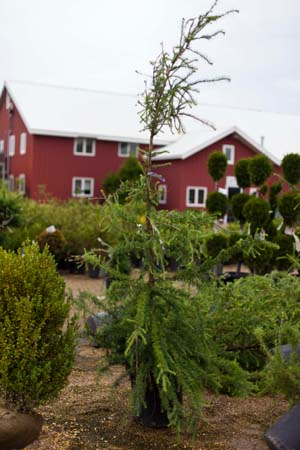 American Larch