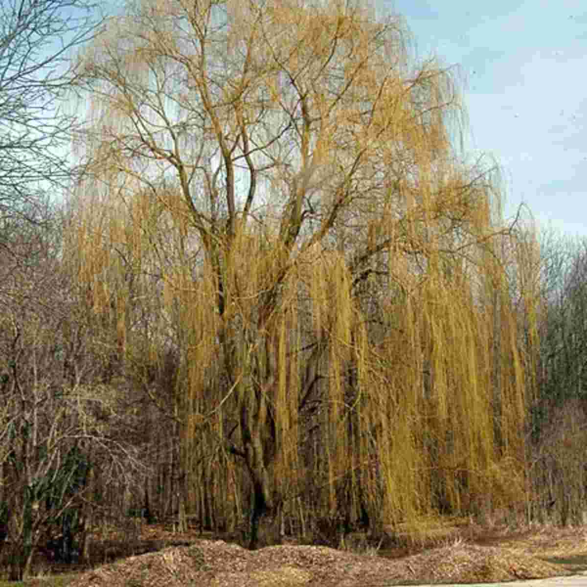 Niobe Weeping Willow