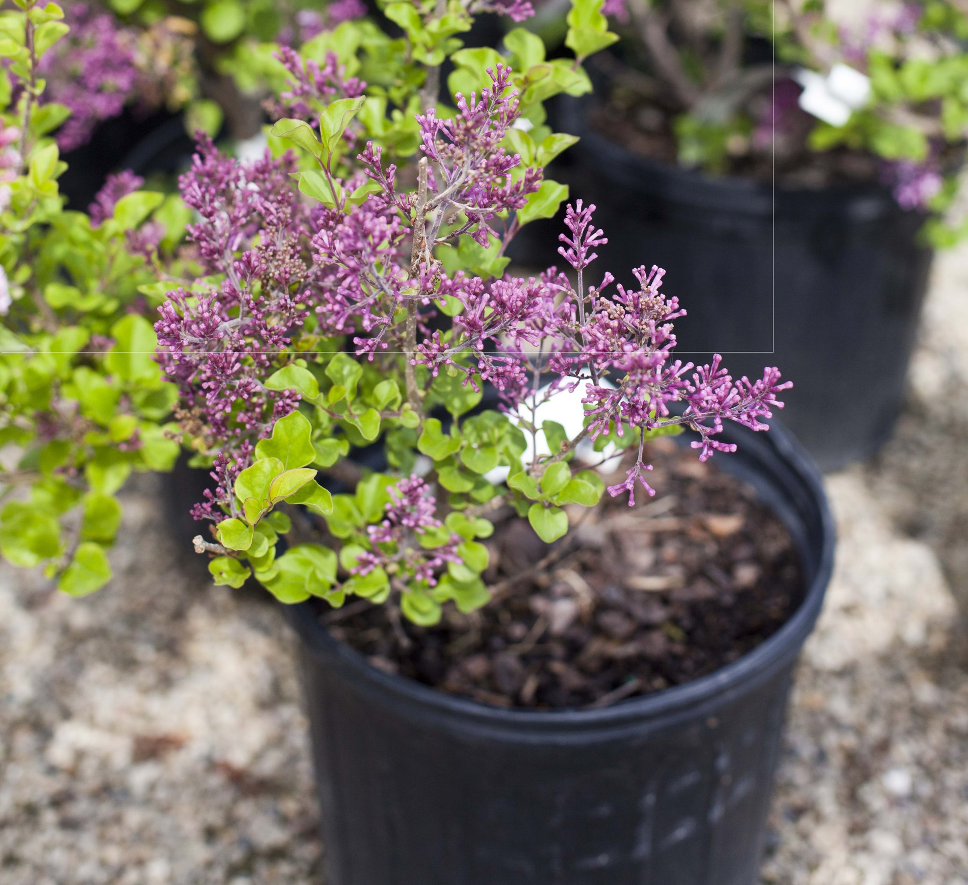 Dwarf Korean Lilac | Breezy Hill Nursery - Garden Center
