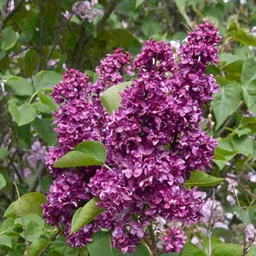 Charles Joly Lilac MS