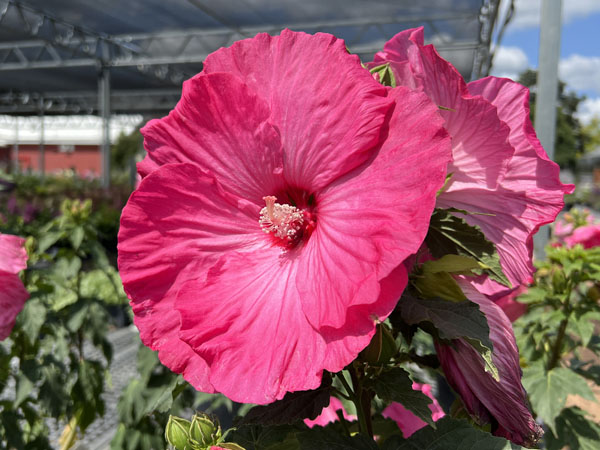 Airbrush Effect Hibiscus - Container