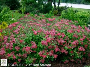 Double Play® Red Spirea - Container #3