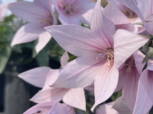 Astra Pink Balloon Flower