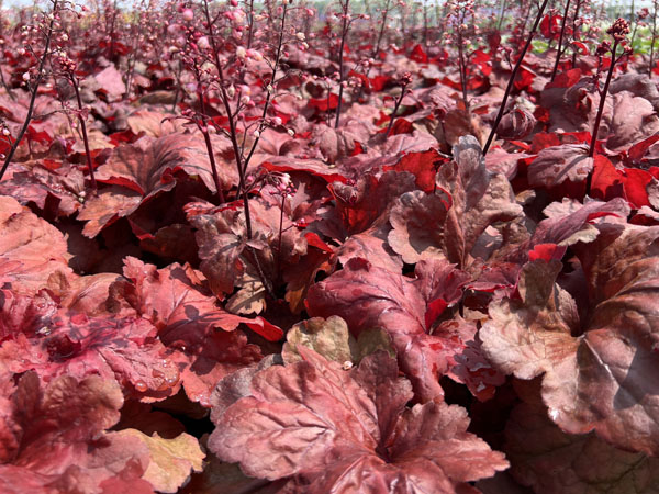 Fire Alarm ® Coralbells - Container