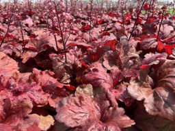 [220000193100] Fire Alarm ® Coralbells - Container