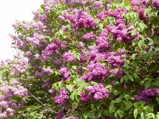 Monge Lilac #5 - Container