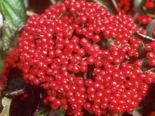 Cardinal Viburnum  - Container