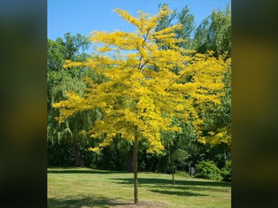 Sunburst Honeylocust - Container