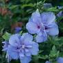 [HIBSYRBLUCHIF3GL] Blue Chiffon Rose of Sharon, Hibiscus - Container #3