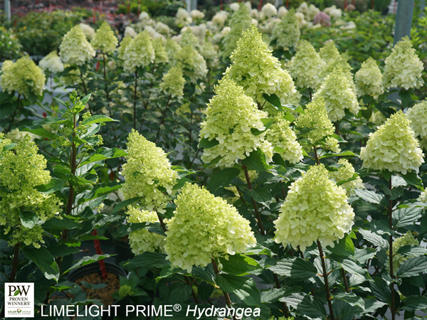 Limelight Prime Hydrangea - Container | Breezy Hill Nursery - Main