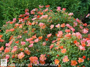 Oso Easy Hot Paprika Rose - Container