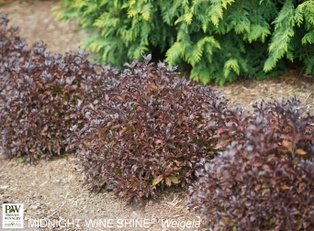 Midnight Wine Shine Weigela  - Container