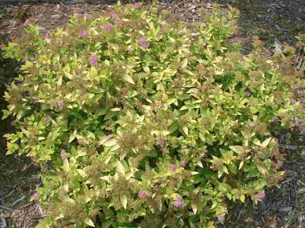Double Play® Pink Spirea - Container #3