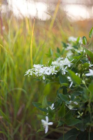 Henryi Clematis - Container