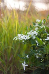 [CLEHENRYI002GL] Henryi Clematis - Container