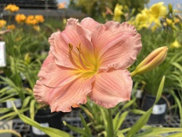 [HEMJOLNIC001GL] Jolyene Nichole Daylily - Container