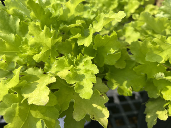 Lime Marmalade Coralbells - Container