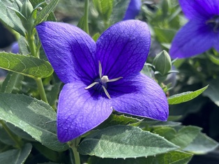 Astra Blue Balloon Flower