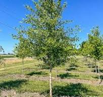 Heritage Birch - Container