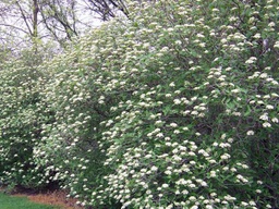 Mohican Viburnum