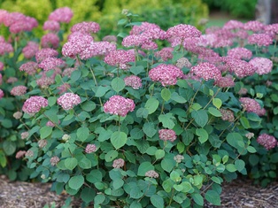 Invincibelle® Spirit II Hydrangea  - Container