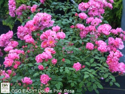 [ROSOSDBPK3GLSHR] Oso Easy Double Pink Rose - Container #3