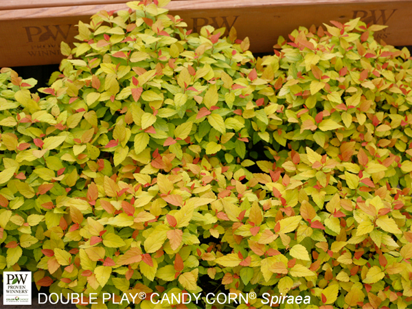 Double Play® Candy Corn Spirea - Container #3