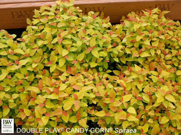 Double Play® Candy Corn Spirea - Container