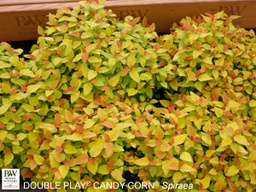 [SPIDOCDYC3GLSHR] Double Play® Candy Corn Spirea - Container #3